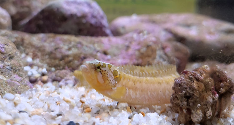 ダイナンギンポ