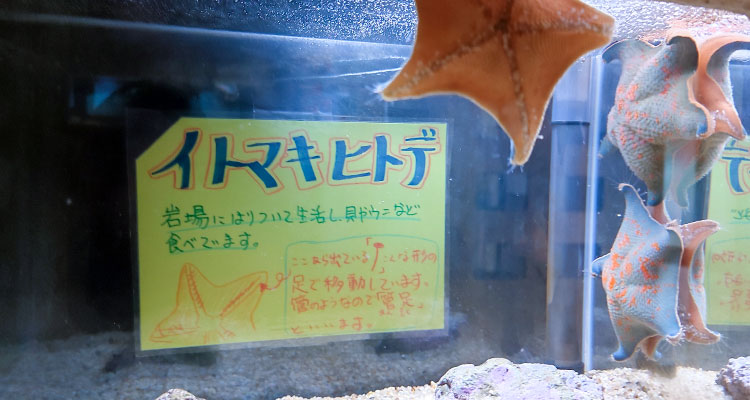 イトマキヒトデ