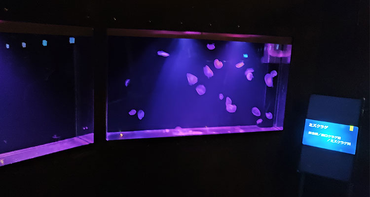 ミズクラゲの展示