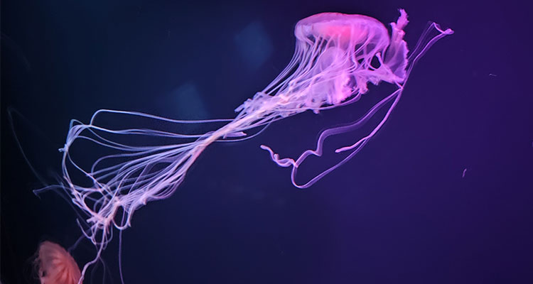 クラゲコーナー