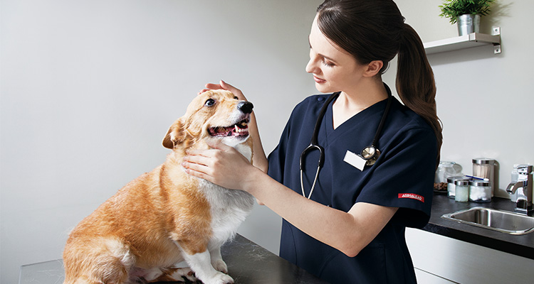 動物病院におすすめのスクラブ(AL0022)