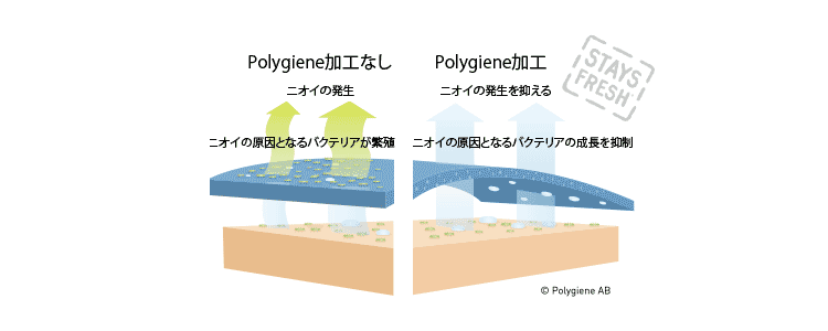 ポリジン
